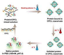 Graphical abstract: Thermo-sensitive polycaprolactone coacervates for preventing protein aggregation under thermal stress
