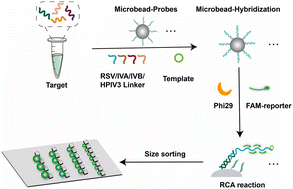 Graphical abstract: Microfluidic detection based on size-encoded microbeads and rolling circle amplification for multiplex respiratory virus nucleic acid detection