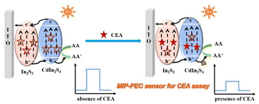Graphical abstract: MIL-68(In)-derived CdIn2S4@In2S3 hollow microtubes for a sensitive molecularly imprinted photoelectrochemical CEA sensor