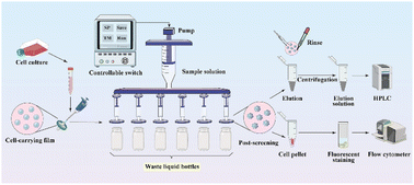 Graphical abstract: Multichannel microperfusion cell-capture system for screening anticancer active ingredients in traditional Chinese medicine formulas