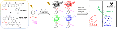 Graphical abstract: Principal component analysis-assisted fluorescent phenylboronic acid probes for discrimination and detection of living pathogenic bacteria