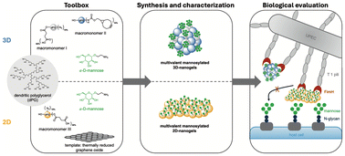 Graphical abstract: Multivalent 2D- and 3D-nanogels as carbohydrate-lectin binders