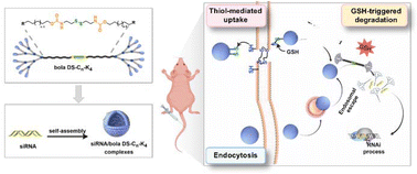 Graphical abstract: Glutathione-activatable bola dendrimers mediate tumor-specific cytosolic siRNA delivery via dynamic thiol–disulfide exchange