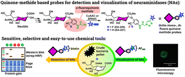 Graphical abstract: Selective labeling and visualization of viral and bacterial neuraminidases using ortho-quinone methide-based probes