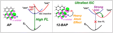 Graphical abstract: Strategic functionalization of bromine and nitrogen at the bay region of perylene induces a heavy atom effect and promotes intersystem crossing