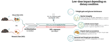 Graphical abstract: A Western-style diet shapes the gut and liver responses to low-dose, fit-for-purpose polystyrene nanoplastics in mice