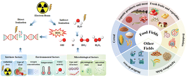 Graphical abstract: Electron beam irradiation in food processing: current applications and strategies for commercial scale implementation