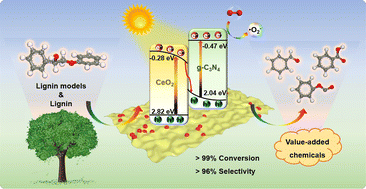 Graphical abstract: Selective and efficient cleavage of Cα–Cβ bonds in lignin models and native lignin using an S-scheme CeO2/g-C3N4 heterojunction photocatalyst