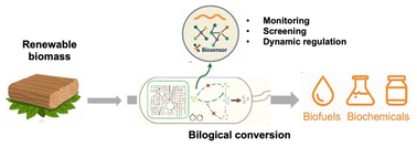 Graphical abstract: Advancing lignocellulosic conversion though biosensor-enabled metabolic engineering