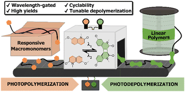 Graphical abstract: Tunable and wavelength-gated reversible photopolymerization of quinolinone-based telechelic oligomers via [2π + 2π] cycloaddition