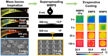 Graphical abstract: Wrinkled micropillar surfaces inspired by moss leaves for ultrafast superspreading and cooling