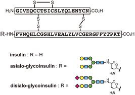 Graphical abstract: Rapid synthesis of glycosylated insulins by flow-based peptide synthesis