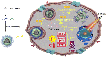 Graphical abstract: “Dual lock-and-key” triggered and endoplasmic reticulum targeting nanophotosensitizers for activatable Type-I photodynamic and photothermal therapies