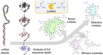 Graphical abstract: A suite of macrocyclic peptide inhibitors and substrate probes for arginine methyltransferases
