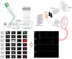 Graphical abstract: Simple and fast detection of CD4 and CD8 cells: integration of image flow system and acoustophoresis
