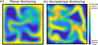 Graphical abstract: Active sorting to boundaries in active nematic–passive isotropic fluid mixtures