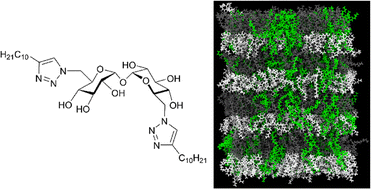 Graphical abstract: Remarkable preference for di-substitution in self-assembled glycolipids