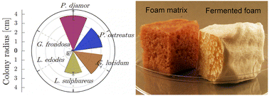 Graphical abstract: Strain, substrate, and matrix selection for controlled growth of wood-fungi