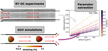 Graphical abstract: High-throughput mechanical characterization of giant unilamellar vesicles by real-time deformability cytometry