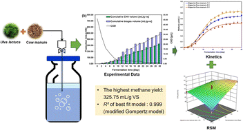 Graphical abstract: Sustainable biogas production through anaerobic co-digestion of Ulva lactuca (Chlorophyta) and cow manure: a kinetic and process optimization study