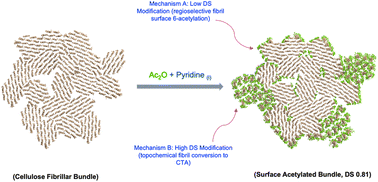 Graphical abstract: Controlled surface acetylation of cellulosics to tune biodegradability – expanding their use towards conventional plastics