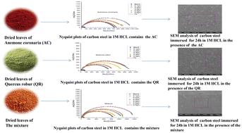 Graphical abstract: Synergistic effect between Anemone coronaria and Quercus robur leaf extracts on mild steel corrosion in HCl 1 M solution: electrochemical and computational study