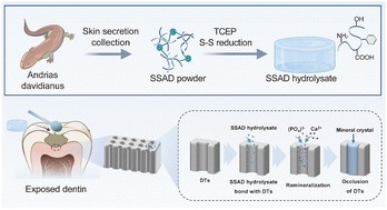 Graphical abstract: A novel biomaterial derived from the skin secretion of Andrias davidianus for dentinal tubule occlusion