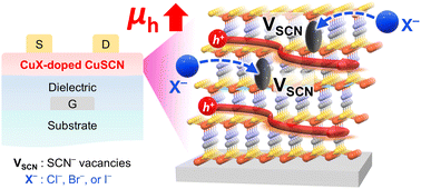 Graphical abstract: Defect healing and improved hole transport in CuSCN by copper(i) halides