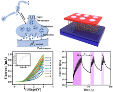 Graphical abstract: Ultralow-energy consumption SnSe/ZnO heterojunction artificial optoelectronic synaptic devices towards ultraviolet optical communication applications