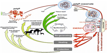 Graphical abstract: A GMP-compliant formulation of regeneratively active polyphosphate for wound healing and skin regeneration