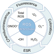 Graphical abstract: Detection of reactive oxygen species associated with photodynamic therapy