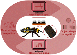 Graphical abstract: A bioinspired dual-modal laser-induced graphene tactile sensor for high-precision multimodal object recognition