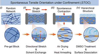 Graphical abstract: Bioinspired design of hierarchical structured hydrogels with extraordinary lubrication and load-bearing capacity