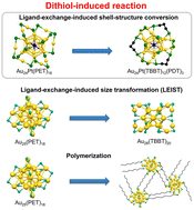 Graphical abstract: Mechanism governing the formation of atomically precise dithiolate-protected gold nanoclusters