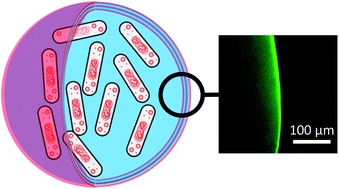 Graphical abstract: Layer-by-layer coating of alginate matrices with chitosan–alginate for the improved survival and targeted delivery of probiotic bacteria after oral administration