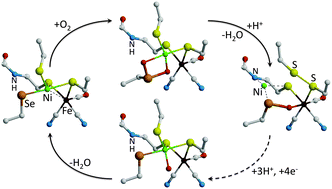 Graphical abstract: Structural foundations for the O2 resistance of Desulfomicrobium baculatum [NiFeSe]-hydrogenase