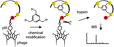 Graphical abstract: Tracking chemical reactions on the surface of filamentous phage using mass spectrometry