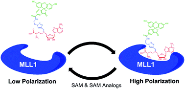 Graphical abstract: Design of a fluorescent ligand targeting the S-adenosylmethionine binding site of the histone methyltransferase MLL1