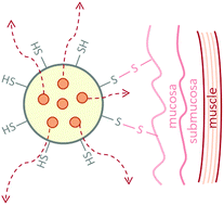 Graphical abstract: Synthesis of mucoadhesive thiol-bearing microgels from 2-(acetylthio)ethylacrylate and 2-hydroxyethylmethacrylate: novel drug delivery systems for chemotherapeutic agents to the bladder