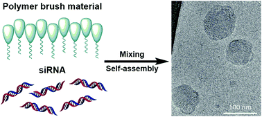 Graphical abstract: Poly(glycoamidoamine) brush nanomaterials for systemic siRNA delivery in vivo