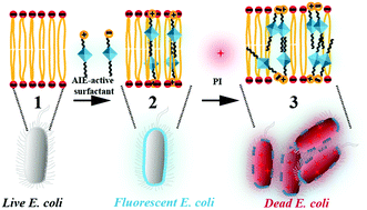 Graphical abstract: Lighting up the interactions between bacteria and surfactants with aggregation-induced emission characteristics