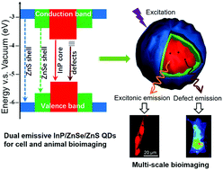 Graphical abstract: InP/ZnSe/ZnS quantum dots with strong dual emissions: visible excitonic emission and near-infrared surface defect emission and their application in in vitro and in vivo bioimaging