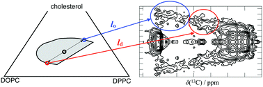 Graphical abstract: Liquid–liquid phase coexistence in lipid membranes observed by natural abundance 1H–13C solid-state NMR