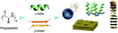 Graphical abstract: Secondary structures in synthetic polypeptides from N-carboxyanhydrides: design, modulation, association, and material applications