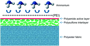 Graphical abstract: Concentrating ammonium in wastewater by forward osmosis using a surface modified nanofiltration membrane