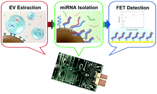 Graphical abstract: Detecting miRNA biomarkers from extracellular vesicles for cardiovascular disease with a microfluidic system