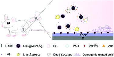 Graphical abstract: A dual-functional implant with an enzyme-responsive effect for bacterial infection therapy and tissue regeneration