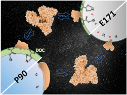 Graphical abstract: Emerging investigator series: protein adsorption and transformation on catalytic and food-grade TiO2 nanoparticles in the presence of dissolved organic carbon