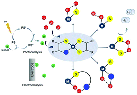 Graphical abstract: Recent advances in the mechanisms of the hydrogen evolution reaction by non-innocent sulfur-coordinating metal complexes