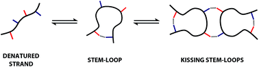 Graphical abstract: Emergent supramolecular assembly properties of a recognition-encoded oligoester